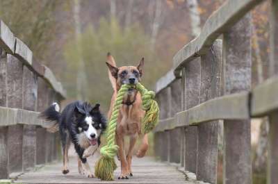 玛利诺犬和边境牧羊犬 比利时牧羊犬 玩狗 落下 玩具 秋天的 玩