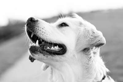 狗摄影 狗 动物 同志 戏剧 狗肖像 金毛猎犬 女性 男性