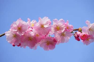 日本樱桃 开花 粉色的 科 日本樱花 观赏樱桃 樱花 树