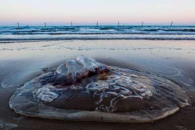 大海 海边 沙滩 海蜇 蓝色 拦鲨网 退潮