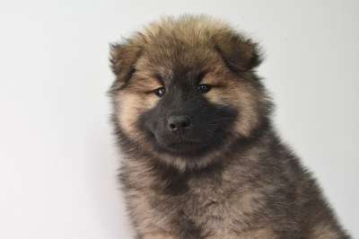 欧式小狗 狗 年轻的狗 欧亚天空 犬类 动物 狗脸 黑面具小狗