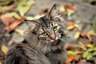 猫 邻居的猫 野猫 鲭鱼 猫脸 Katzenkopf 肖像 猫眼