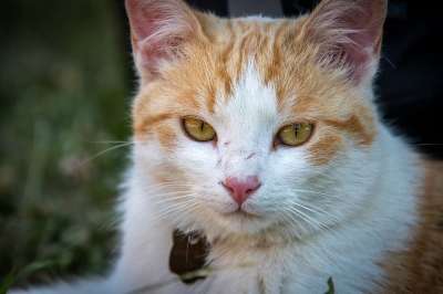 猫 猫科动物 宠物 动物 猫科 女性 猫背景 猫壁纸 户外