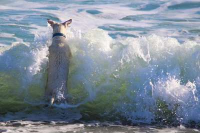 狗 水 游戏 海滩 海 湖 水狗 乐趣 训犬 冷却下来 家畜