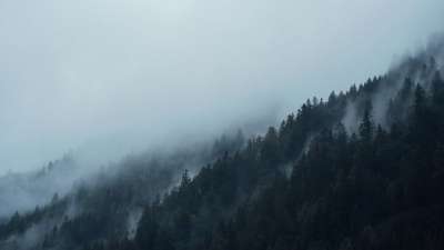 针叶树 山 多雾路段 有雾的 阴霾 薄雾 蒙蒙 高地 针叶