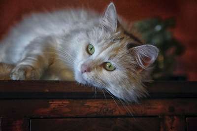 猫 动物 长毛猫 猫看 猫脸 家畜 躺着的猫 猫科动物 猫头