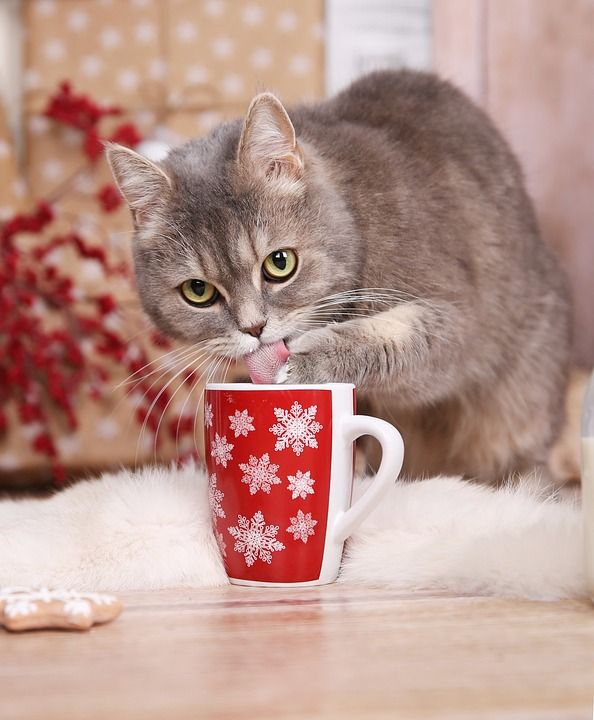 猫 圣诞节 动物 杯子