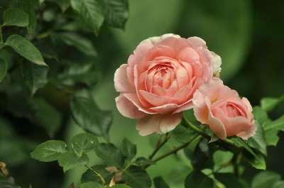 玫瑰 花朵 玫瑰绽放 花瓣 玫瑰花瓣 盛开 开花 植物群 自然