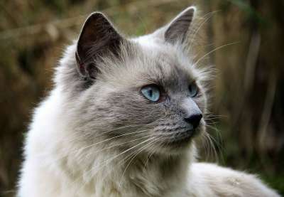 猫 动物 猫看 猫科动物