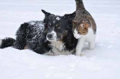 狗 猫 雪 可爱的 家畜 甜 冬天 友谊