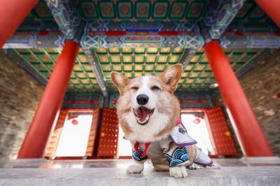 狗 柯基犬 宠物 动物 哺乳动物 犬类 品种 寺庙 狗 狗