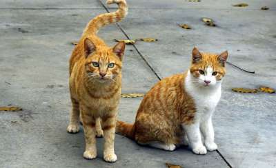 猫 动物 猫科动物 吉祥物 家养动物 鼻子猫 小狗 家畜 小猫咪