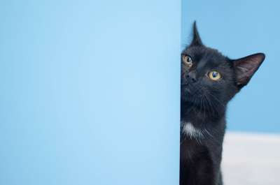 猫 黑猫 猫在看 家猫 一个整齐干净的猫 达乔维茨 普通猫