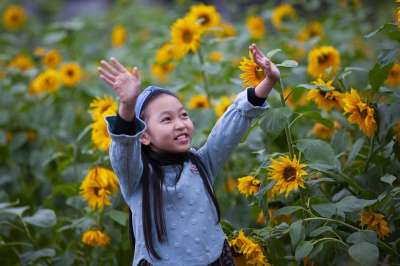 孩子 女孩 向日葵 花朵 植物 原野 可爱的 年轻 童年 户外