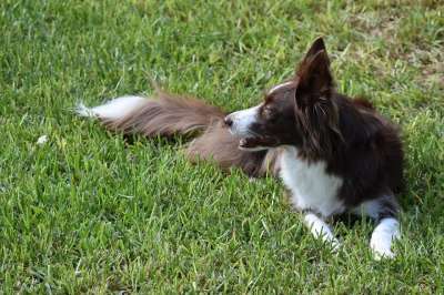 边境牧羊犬 狗 宠物 动物 犬类 毛皮 鼻子 哺乳动物 狗肖像