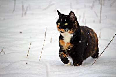 猫 雪 冬天 小猫 三色 家猫 幸运猫