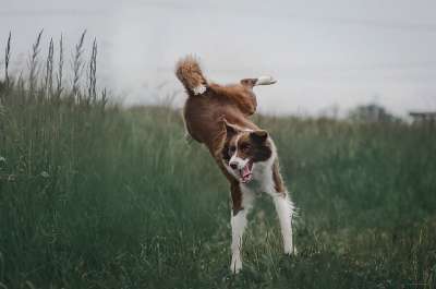 狗 边境牧羊犬 品种 犬类 宠物 动物 哺乳动物 跳 草 自然