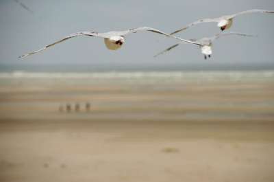 海 海滩 斯特拉海滩 Hauts De France 度假村 砂