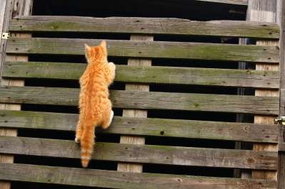 猫 小猫 红虎斑 红猫 爬 木墙 猫宝宝