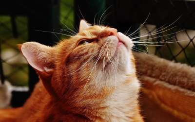猫 宿醉 红色的 可爱的 鲭鱼 老虎 舒适 动物 家猫 毛皮