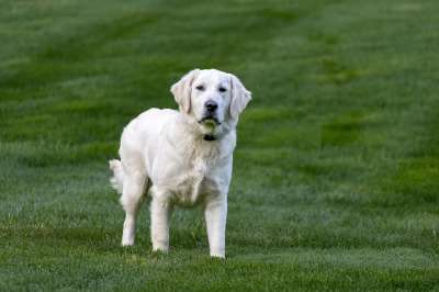 高清壁纸 墙纸 动物 狗 品种 犬类 宠物 哺乳动物 朋友