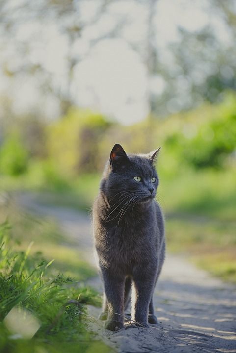 猫 户外 灰猫 猫科动物 动物 国内的猫 宠物
