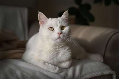 猫 宠物 猫科动物 动物 毛皮 基蒂 国内的 国内的猫 猫肖像