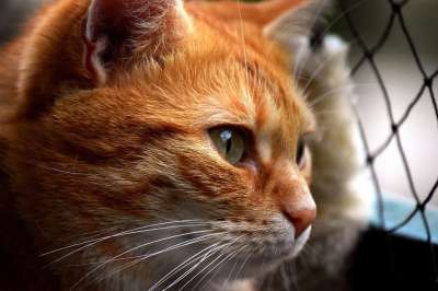 猫 鲭鱼 拍照 肖像 乐趣 红色的 大花猫 小猫 红猫 虎猫