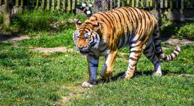 动物园 Paugres 阿尔代什 动物 访问 假日 猞猁 野猫