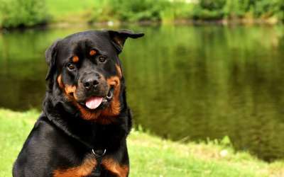 罗威纳犬 纯种狗 动物 狗 平静的 家畜 水域 野生动物 友好的