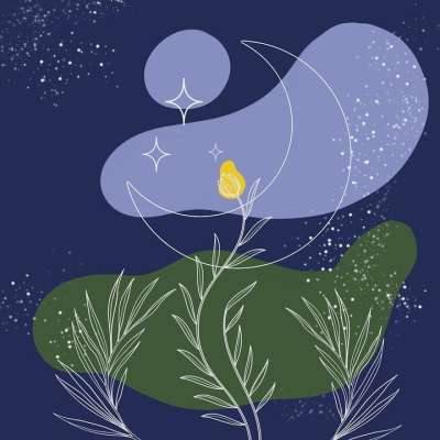 植物 月亮 背景 星星 夜晚 繁星点点 新月 天空 树叶 草