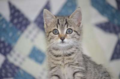 老虎 细心 小的猫 小猫