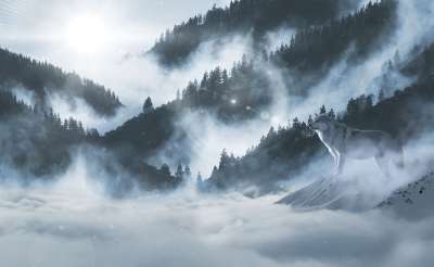 狼 雪狼 景观 气氛 野生动物 捕食者 雪 包 山 谷 自然