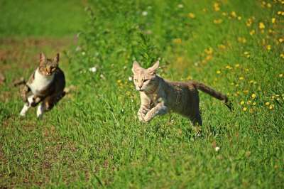 猫 小猫 打猎 游戏 虎猫 鲭鱼 草 跟踪 家猫 大花猫
