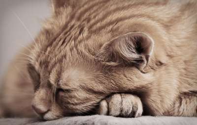 猫 宿醉 红色的 睡觉 可爱的 鲭鱼 老虎 舒适 动物 家猫