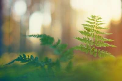 森林 光 蕨类 宏 情绪 散景 模糊 植物 关闭 自然