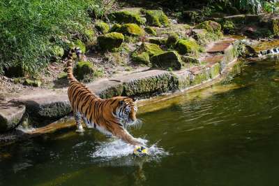野生动物 老虎 捕食者 大猫 食肉动物 荒野 纽伦堡动物园