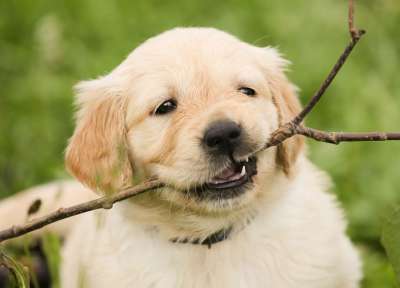 小狗 金毛猎犬 狗 家畜 纯种狗 玩 户外 在免费 年轻