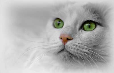 猫 动物 家畜 猫脸 Katzenkopf 猫眼 野生动物 家猫