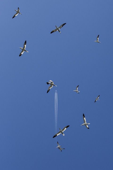 塘鹅 海鸟 飞鸟 天空 低音摇滚 苏格兰 伯威克 海鸥