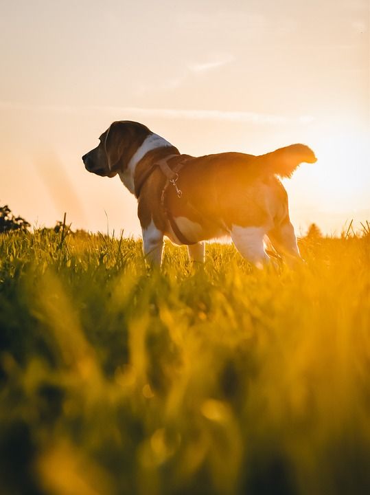 狗 哺乳动物 动物 小狗 朋友 犬类 宠物 品种 户外