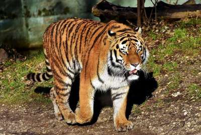 老虎 大猫 捕食者 野猫 虎头 舌头 危险的 高贵 大华