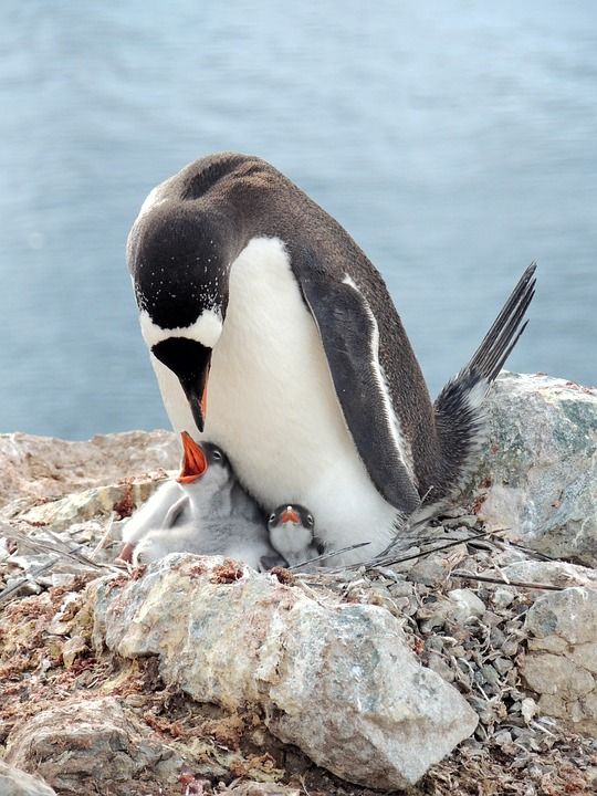Gentoo 企鹅 企鹅 鸟 动物 企鹅宝宝 小鸡 野生动物