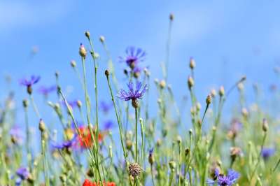 山蓝调 多年生矢车菊 花朵 矢车蒙大拿州 草地 自然 山矢车菊