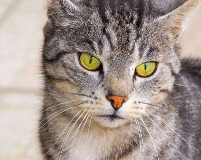 宿醉 绿色的眼睛 家猫 猫 猫眼 看法 动物 猫脸