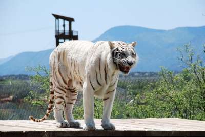 白色的老虎 老虎 动物 猫 捕食者 动物园 苹果浏览器 非洲