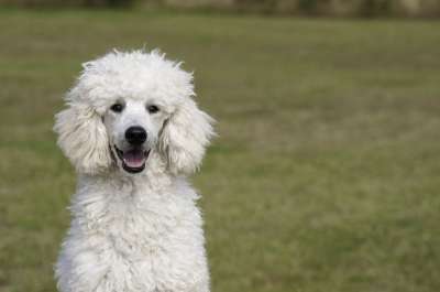 贵宾犬 狗 狗品种 白色的 贵宾犬 贵宾犬 贵宾犬 贵宾犬