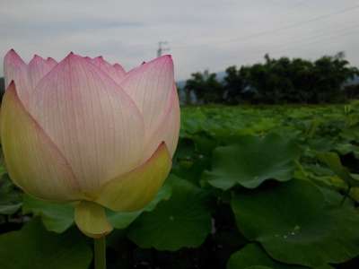 花 蓮花 荷花 公園 鮮豔 花牆 植物 籬笆 花草 盛開