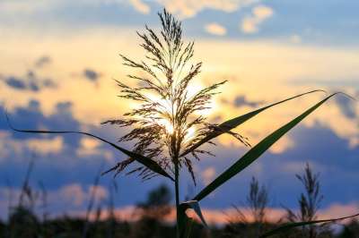 联邦 花园里放松心情，并享受美味的码头 自然 自然保护区 气氛
