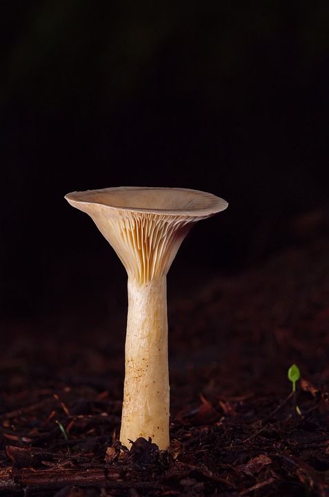 蘑菇 和尚头 森林地面 落下 木耳 森林蘑菇 自然